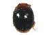  ( - SSK7-1)  @11 [ ] CreativeCommons - Attribution Share-Alike (2019) Unspecified South China Agricultural University, Department of Entomology
