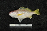  (Lutjanus xanthopinnis - EEZ127)  @11 [ ] CreativeCommons - Attribution Non-Commercial Share-Alike (2023) Unspecified Universiti Malaysia Terengganu