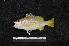  ( - EEZ128)  @11 [ ] CreativeCommons - Attribution Non-Commercial Share-Alike (2023) Unspecified Universiti Malaysia Terengganu