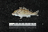  (Lethrinus genivittatus - EEZ390)  @11 [ ] CreativeCommons - Attribution Non-Commercial Share-Alike (2023) Unspecified Universiti Malaysia Terengganu