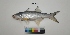  ( - DBEIA_ETD_SBG_002)  @11 [ ] Unspecified (default): All Rights Reserved  Unspecified Unspecified
