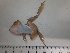  (Pelophylax porosus - DBFAN_PP_34)  @11 [ ] c (2025) Unspecified Specimen depository of the Graduate School of Science,Nagoya City University