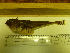  ( - Okh_28)  @13 [ ] No Rights Reserved (2011) Unspecified Institute of Marine Biology, Vladivostok