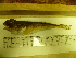  ( - Okh_30)  @12 [ ] No Rights Reserved (2011) Unspecified Institute of Marine Biology, Vladivostok