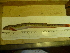  ( - Okh_39)  @12 [ ] No Rights Reserved (2011) Unspecified Institute of Marine Biology, Vladivostok