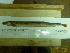  ( - Okh_46)  @12 [ ] No Rights Reserved (2011) Unspecified Institute of Marine Biology, Vladivostok