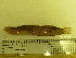  ( - Okh_59)  @12 [ ] No Rights Reserved (2011) Unspecified Institute of Marine Biology, Vladivostok