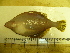  ( - Okh_70)  @14 [ ] No Rights Reserved (2011) Unspecified Institute of Marine Biology, Vladivostok
