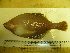  ( - Okh_72)  @14 [ ] No Rights Reserved (2011) Unspecified Institute of Marine Biology, Vladivostok