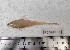 (Coilia dussumieri - F2309SD-03)  @11 [ ] Unspecified (default): All Rights Reserved  Md jayedul Islam and Md Asaduzzaman Jagannath University, Department of Zoology