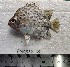  ( - F2309SD-134)  @11 [ ] Unspecified (default): All Rights Reserved  Md jayedul Islam and Md Asaduzzaman Jagannath University, Department of Zoology