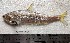  ( - F2309SD-141)  @11 [ ] Unspecified (default): All Rights Reserved  Md jayedul Islam and Md Asaduzzaman Jagannath University, Department of Zoology