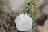  ( - Ziarat 113)  @11 [ ] Unspecified (default): All Rights Reserved (2019) Shazia Irfan BUITEMS