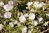  (Convolvulus spinosus - Ziarat 13)  @11 [ ] Unspecified (default): All Rights Reserved (2019) Shazia Irfan BUITEMS