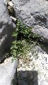  ( - Ziarat 146)  @11 [ ] Unspecified (default): All Rights Reserved (2019) Shazia Irfan BUITEMS