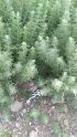  ( - Ziarat 150)  @11 [ ] Unspecified (default): All Rights Reserved (2019) Shazia Irfan BUITEMS