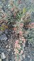  ( - Ziarat 15)  @11 [ ] Unspecified (default): All Rights Reserved (2019) Shazia Irfan BUITEMS