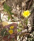  (Taraxacum coreanum - Ziarat 62)  @11 [ ] Unspecified (default): All Rights Reserved (2019) Shazia Irfan BUITEMS