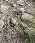  ( - Ziarat 76)  @11 [ ] Unspecified (default): All Rights Reserved (2019) Shazia Irfan BUITEMS