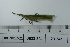  (Atractomorpha lata - DB23-24a)  @11 [ ] c (2022) Unspecified Specimen depository of the Graduate School of Science, Nagoya City University