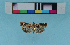  ( - KFBG-LepDNA-00015)  @11 [ ] Copyright (2011) Dr. Pankaj Kumar KFBG