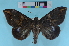  (Ischyja ferrifracta - KFBG-LepDNA-00075)  @14 [ ] Copyright (2011) Dr. Pankaj Kumar KFBG