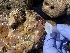  ( - Ak10-16)  @11 [ ] Copyright (2025) Unspecified Middle East Technical University, Institute of Marine Sciences