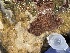  ( - Ak10-8)  @11 [ ] Copyright (2025) Unspecified Middle East Technical University, Institute of Marine Sciences