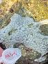  (Didemnum perlucidum - Ak4-4)  @11 [ ] Copyright (2025) Unspecified Middle East Technical University, Institute of Marine Sciences