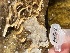  ( - Ak5-8)  @11 [ ] Copyright (2025) Unspecified Middle East Technical University, Institute of Marine Sciences