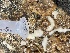  ( - EG6-22)  @11 [ ] Copyright (2025) Unspecified Middle East Technical University, Institute of Marine Sciences