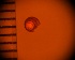  ( - DBLSA_NL295)  @11 [ ] c (2024) Unspecified Specimen depository of the Graduate School of Science,Nagoya City University