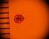  ( - DBLSA_NL295)  @11 [ ] c (2024) Unspecified Specimen depository of the Graduate School of Science,Nagoya City University