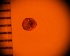  ( - DBLSA_NL297)  @11 [ ] c (2024) Unspecified Specimen depository of the Graduate School of Science,Nagoya City University