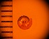  (Helicarioninae - DBLSA_NL393)  @11 [ ] c (2024) Unspecified Specimen depository of the Graduate School of Science,Nagoya City University