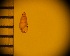  (Carychium noduliferum - DBLSA_NL455)  @11 [ ] Copyright (2025) Unspecified Nagoya City University, Graduate School of Science