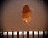  (Diplommatina - DBLSA_NL471)  @11 [ ] Copyright (2025) Unspecified Nagoya City University, Graduate School of Science