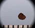  (Zacalantica - DBLSA_NL520)  @11 [ ] Copyright (2025) Unspecified Nagoya City University, Graduate School of Science