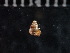  (Gastrocopta larapinta - DBLSA_NL580)  @11 [ ] Copyright (2025) Unspecified Nagoya City University, Graduate School of Science