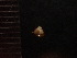  (Trochochlamys crenulata - DBLSA_NL310)  @11 [ ] Copyright (2025) Unspecified Nagoya City University, Graduate School of Science