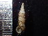  (Stereophaedusa gouldi - DBLSA_NL230)  @11 [ ] Copyright (2025) Unspecified Nagoya City University, Graduate School of Science