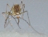  ( - BM41)  @11 [ ] Copyright (2016) PHCDBS Paul Hebert Centre For DNA Barcoding and Biodiversity Studie