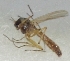  ( - JN8)  @11 [ ] Copyright (2016) PHCDBS Paul Hebert Centre For DNA Barcoding and Biodiversity Studie