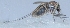  ( - PM6)  @11 [ ] Copyright (2016) PHCDBS Paul Hebert Centre For DNA Barcoding and Biodiversity Studie
