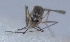  ( - PM6)  @11 [ ] Copyright (2016) PHCDBS Paul Hebert Centre For DNA Barcoding and Biodiversity Studie