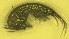  (Pectenogammarus - DBMA19)  @11 [ ] nrr (2012) Unspecified Annamalai university