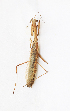  (Statilia flavobrunnea - AW213)  @11 [ ] CreativeCommons-Attribution Share-Alike (2023) Zhi-jun Zhou Hebei University, Museum
