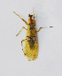  (Creobroter vitripennis - BHL109)  @11 [ ] CreativeCommons-Attribution Share-Alike (2023) Zhi-jun Zhou Hebei University, Museum