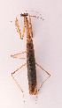  ( - LMS271)  @11 [ ] CreativeCommons-Attribution Share-Alike (2023) Zhi-jun Zhou Hebei University, Museum