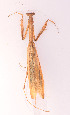  (Statilia maculata - SM339)  @11 [ ] CreativeCommons-Attribution Share-Alike (2023) Zhi-jun Zhou Hebei University, Museum